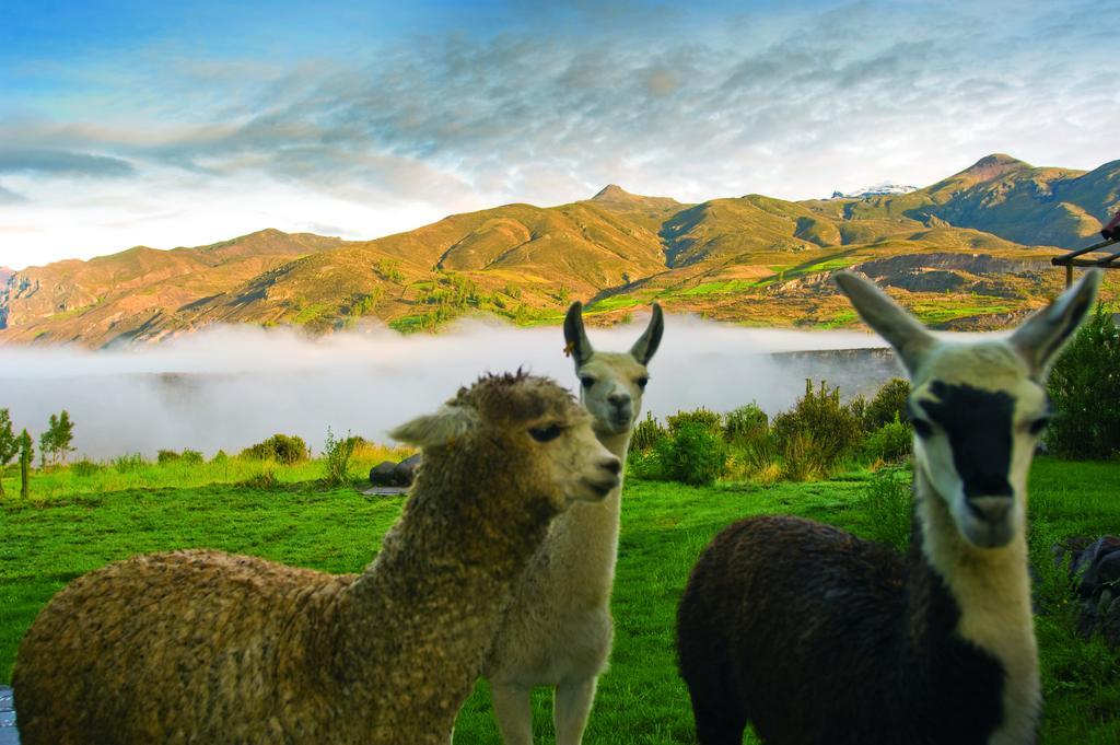 Las Casitas, A Belmond Hotel, Colca Canyon Yanque Exterior photo